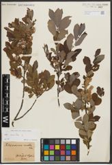 Foto von Salix aurita L.